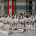 ksv-urberach-judo-2026